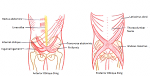 anterior and posterior oblique slings