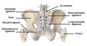 si_ligaments