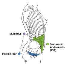 transversus abdominis pic 1